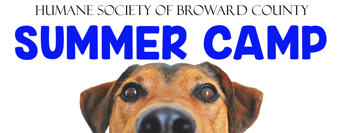 Summer Camp Ages 9 - 12